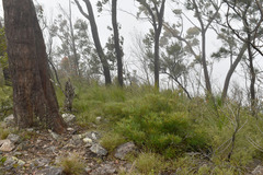 Banksia spinulosa