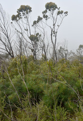 Banksia spinulosa