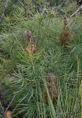 Banksia spinulosa