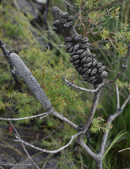 Banksia spinulosa