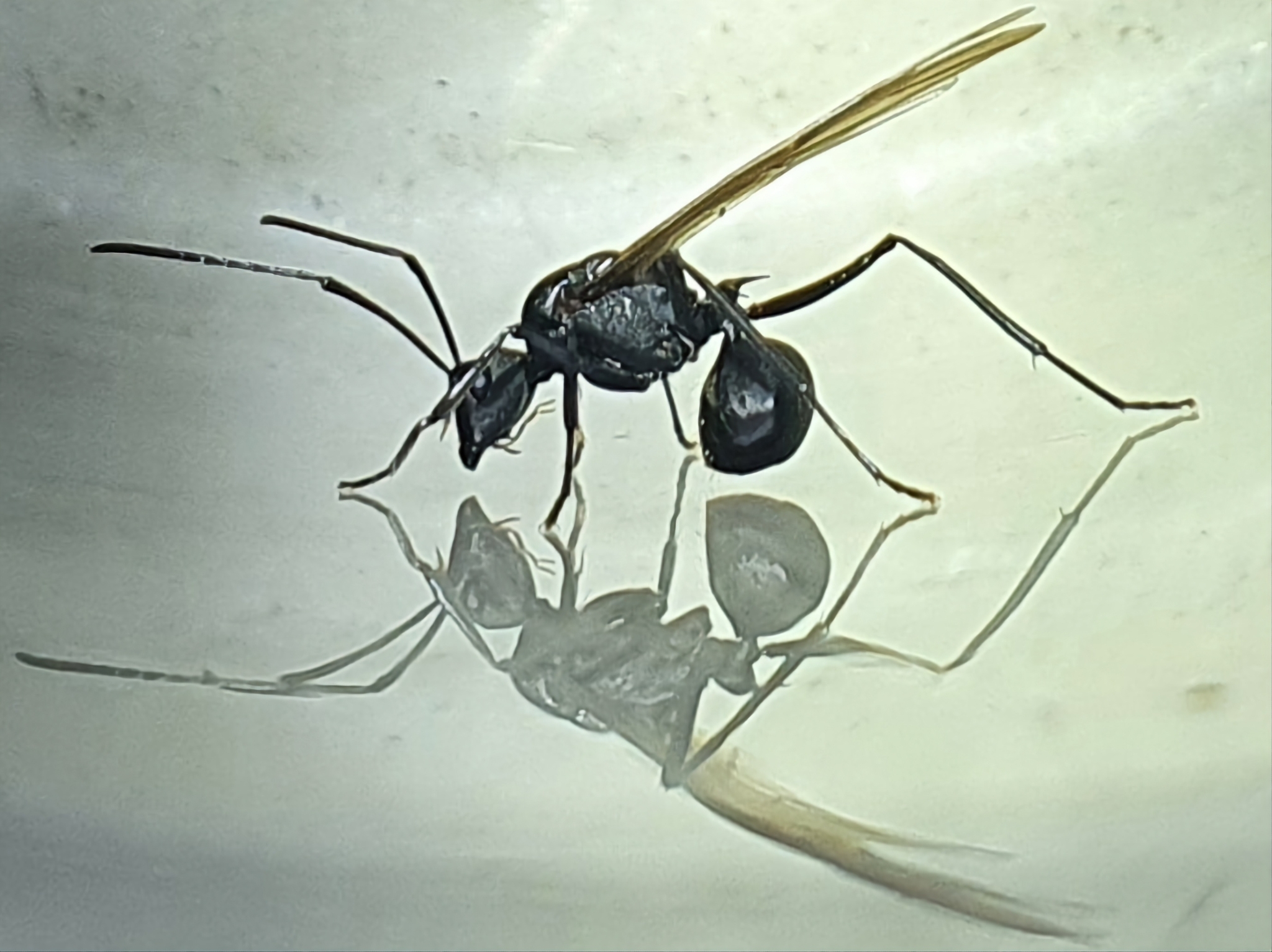 Polyrhachis hector