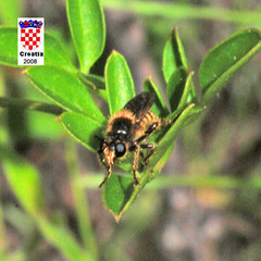 Choerades fuliginosa