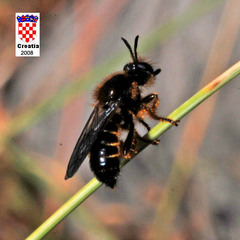 Choerades fuliginosa