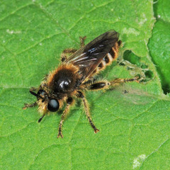 Choerades fuliginosa