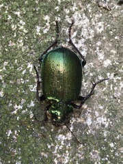 Calosoma schayeri