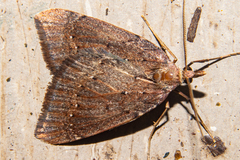 Xanthorhoe occulta