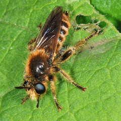 Choerades fuliginosa