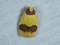 Heterallactis microchrysa