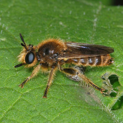 Choerades fuliginosa