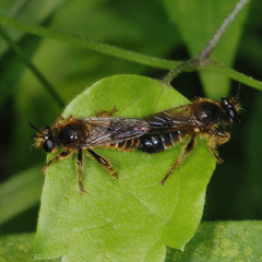 Choerades fuliginosa