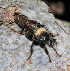Laphria ephippium