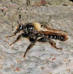 Laphria ephippium