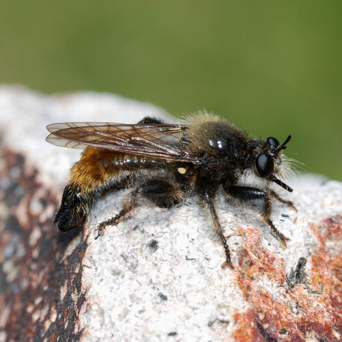 bumblebee robberfly, photo 6 of 10