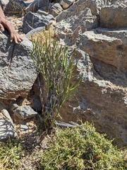 Ephedra pachyclada