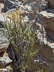 Ephedra pachyclada