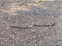 Pseudonaja aspidorhyncha