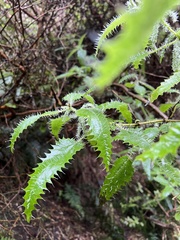 Urtica ferox