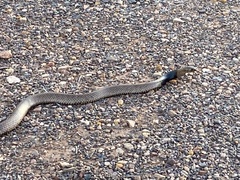 Pseudonaja aspidorhyncha