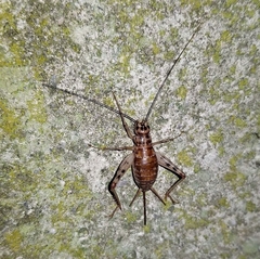 Gryllomorpha