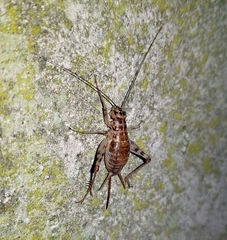 Gryllomorpha