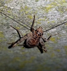 Gryllomorpha
