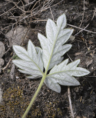 Potentilla kuznetzowii