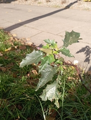 Datura stramonium