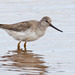 Terek Sandpiper - Photo (c) Greg Lasley, some rights reserved (CC BY-NC), uploaded by Greg Lasley