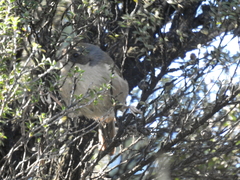 Petroica macrocephala