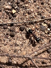 Camponotus intrepidus