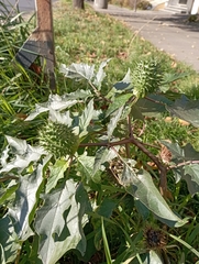 Datura stramonium