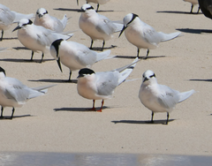 Sterna dougallii gracilis