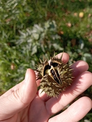 Datura stramonium