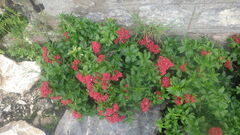 Paracarphalea angulata