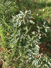 Datura stramonium