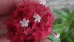 Paracarphalea angulata