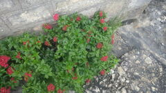 Paracarphalea angulata