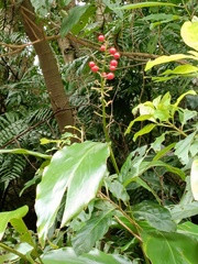 Alpinia intermedia