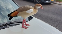 Alopochen aegyptiaca