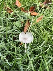 Coprinopsis lagopus