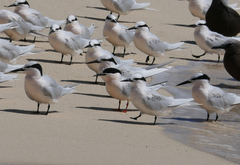 Sterna dougallii gracilis