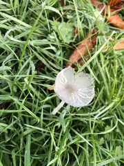 Coprinopsis lagopus