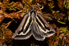 Aponotoreas synclinalis