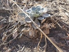Physaria bellii
