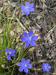 Orthrosanthus multiflorus