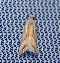 Arotrophora arcuatalis