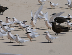 Sterna dougallii gracilis