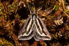 Aponotoreas synclinalis