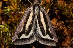 Aponotoreas synclinalis