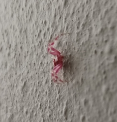 Thomisus citrinellus